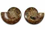 Cut & Polished, Crystal-Filled Ammonite Fossil - Madagascar #317993-1
